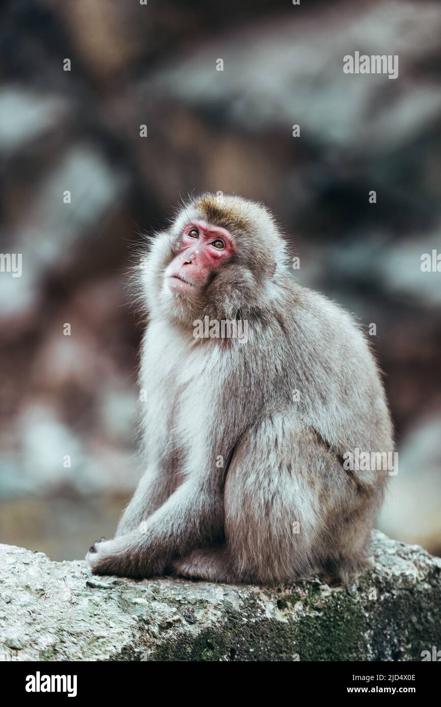 Singe-neige Macaque japonais sauvage adulte avec visage rouge et fourrure brune, fond flou Banque D'Images