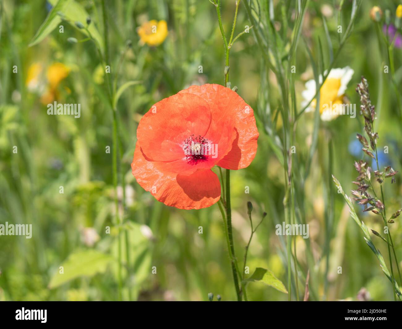 Gros plan d'un coquelicot rouge dans un champ de fleurs vert flou Banque D'Images