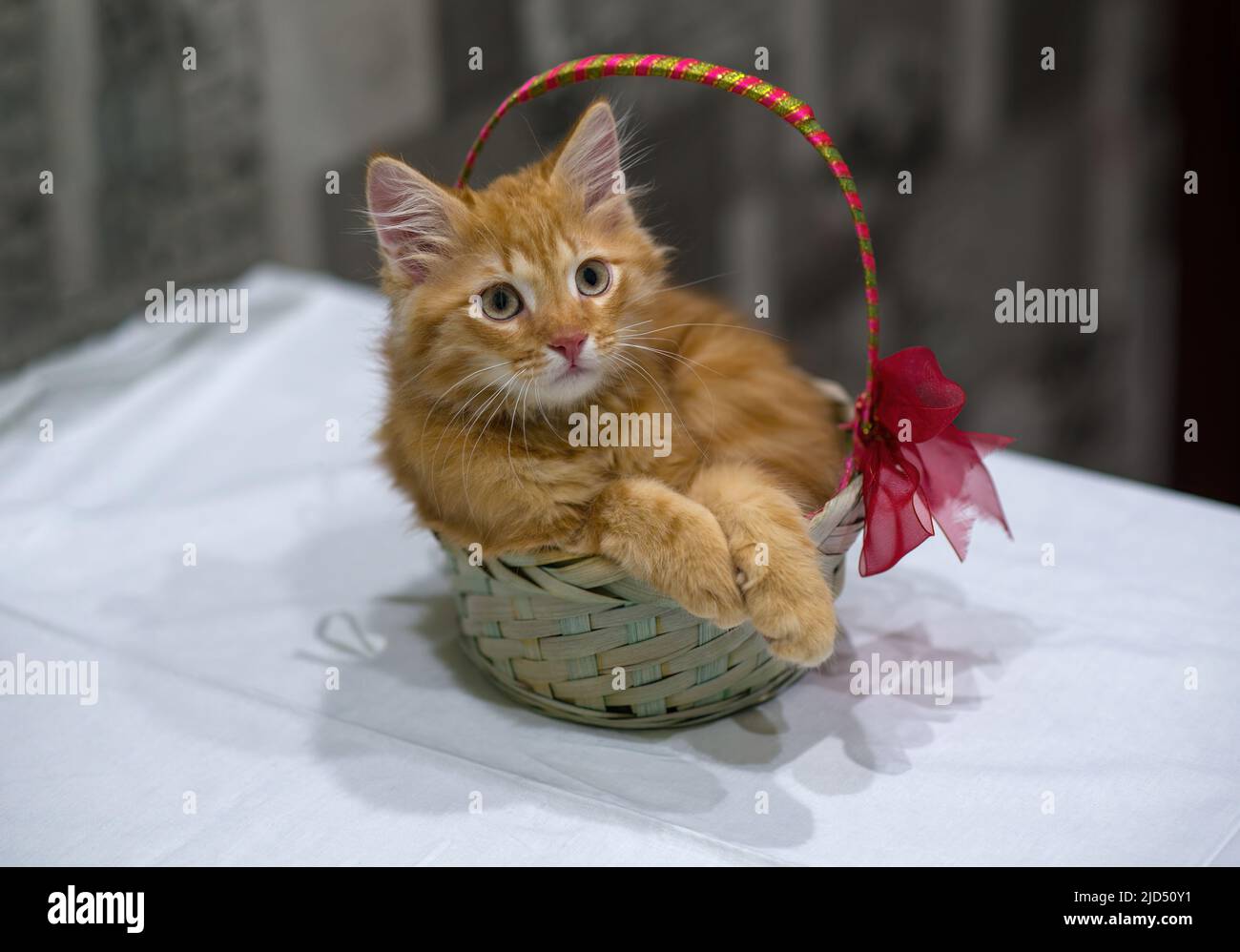 Le jeune chaton rouge est assis dans un panier. Cadeau d'anniversaire. PET, un jeune chat dans la maison. Gros plan, espace de copie. Banque D'Images