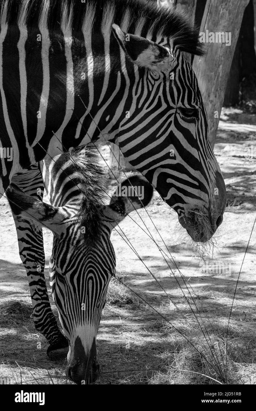 Vue des têtes de deux zèbres mangeant de l'herbe dans l'ombre en noir et blanc Banque D'Images