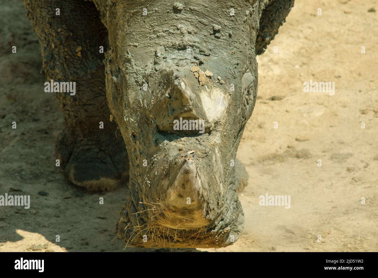 Vue en gros plan de la tête d'un rhinocéros Banque D'Images
