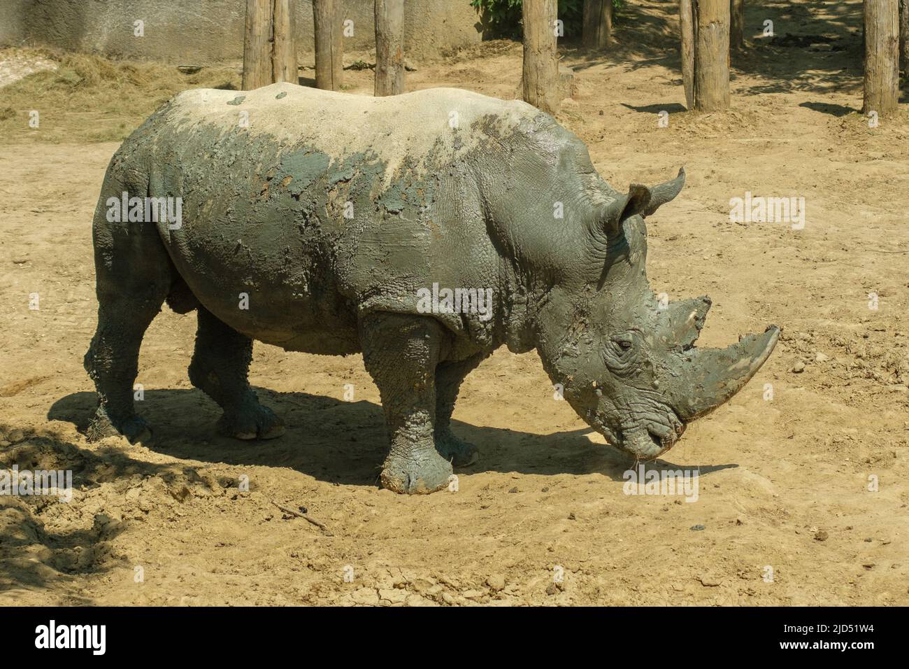 Vue sur un rhinocéros en journée Banque D'Images