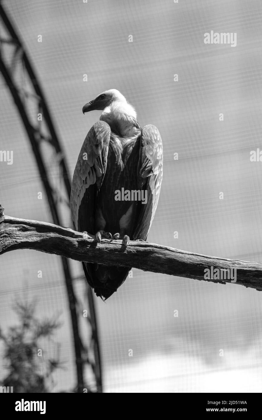Un vautour assis sur un arbre en noir et blanc Banque D'Images