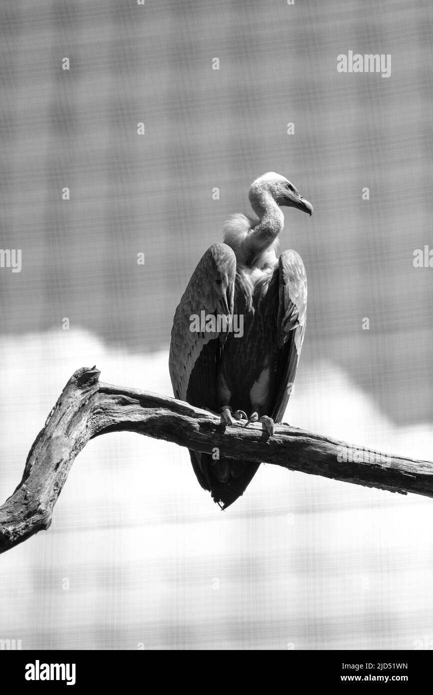 Un vautour assis sur un arbre en noir et blanc Banque D'Images