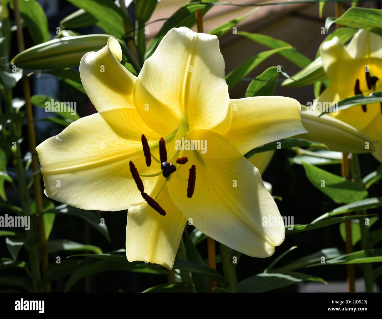 lys Conca d'Or (jardin du ruisseau de l'église 2022) Banque D'Images