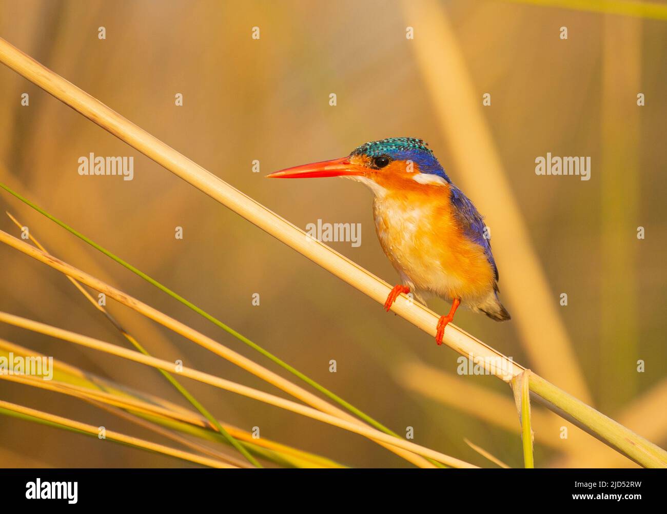 Malachite Kingfisher (Coryhornis cristatus) Banque D'Images