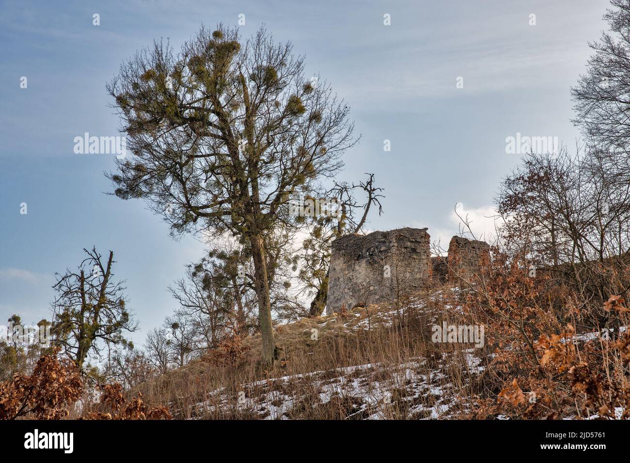 Ruiné bastion pentagonal du château de Svirzh, Ukraine. C'est une résidence fortifiée de la région de Lviv, construite au 15th siècle. Banque D'Images
