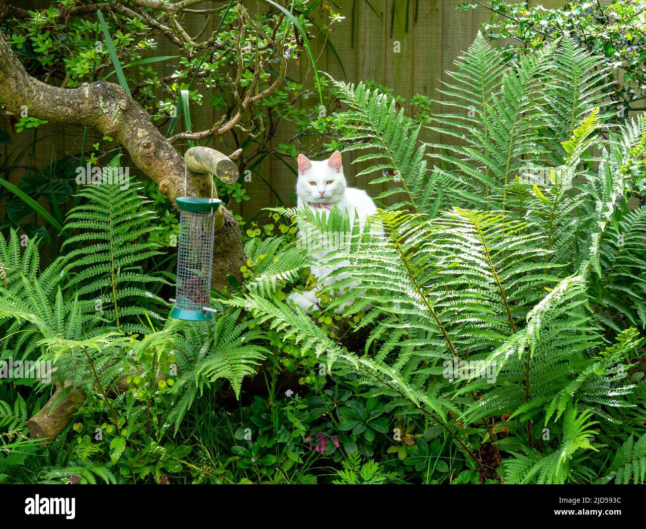 Chat blanc parmi les fougères regardant un mangeoire à oiseaux de jardin Banque D'Images