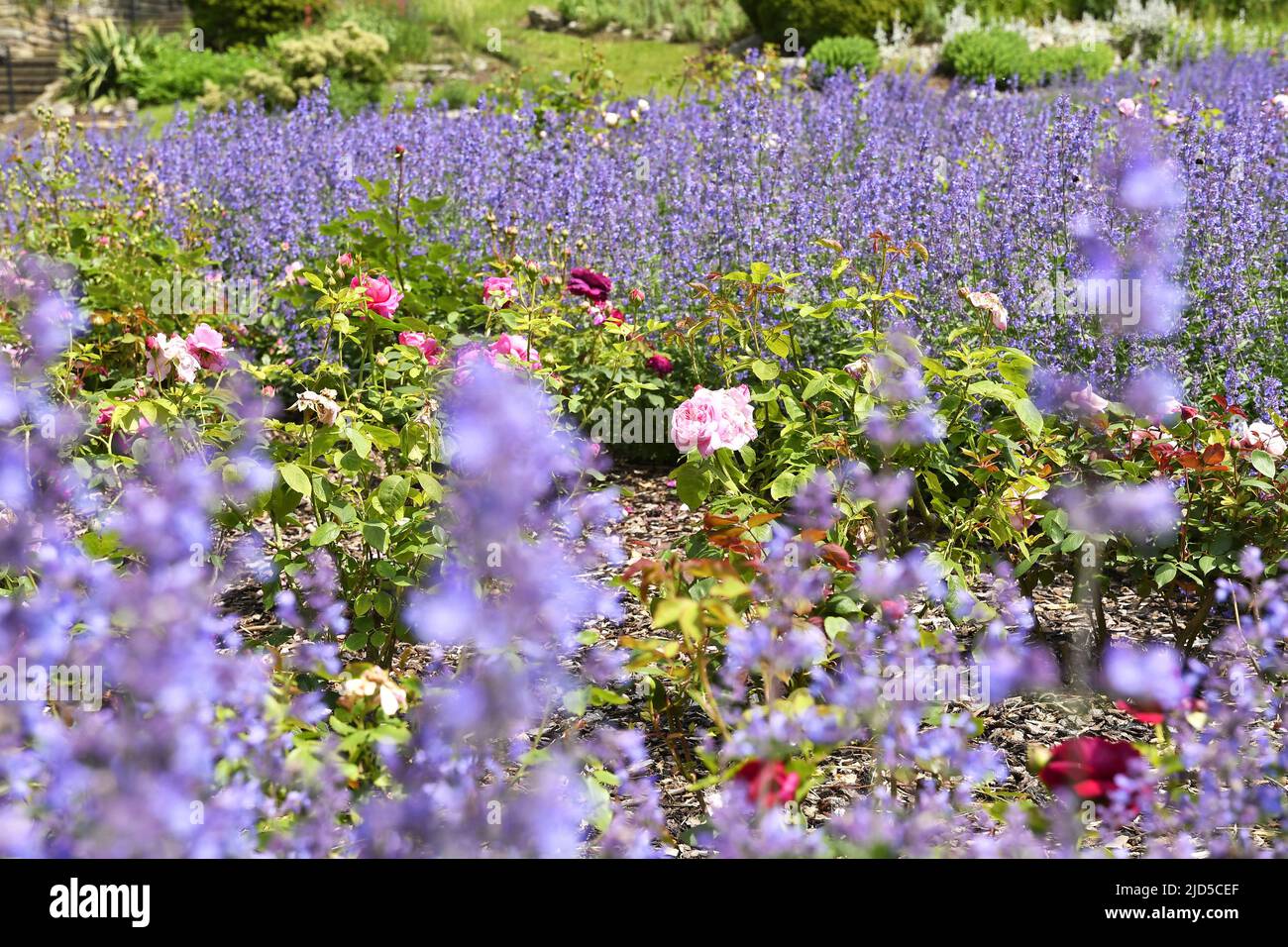 Lits de fleurs de lavande et de rose à Richmond Terrace Gardens Londres. Banque D'Images