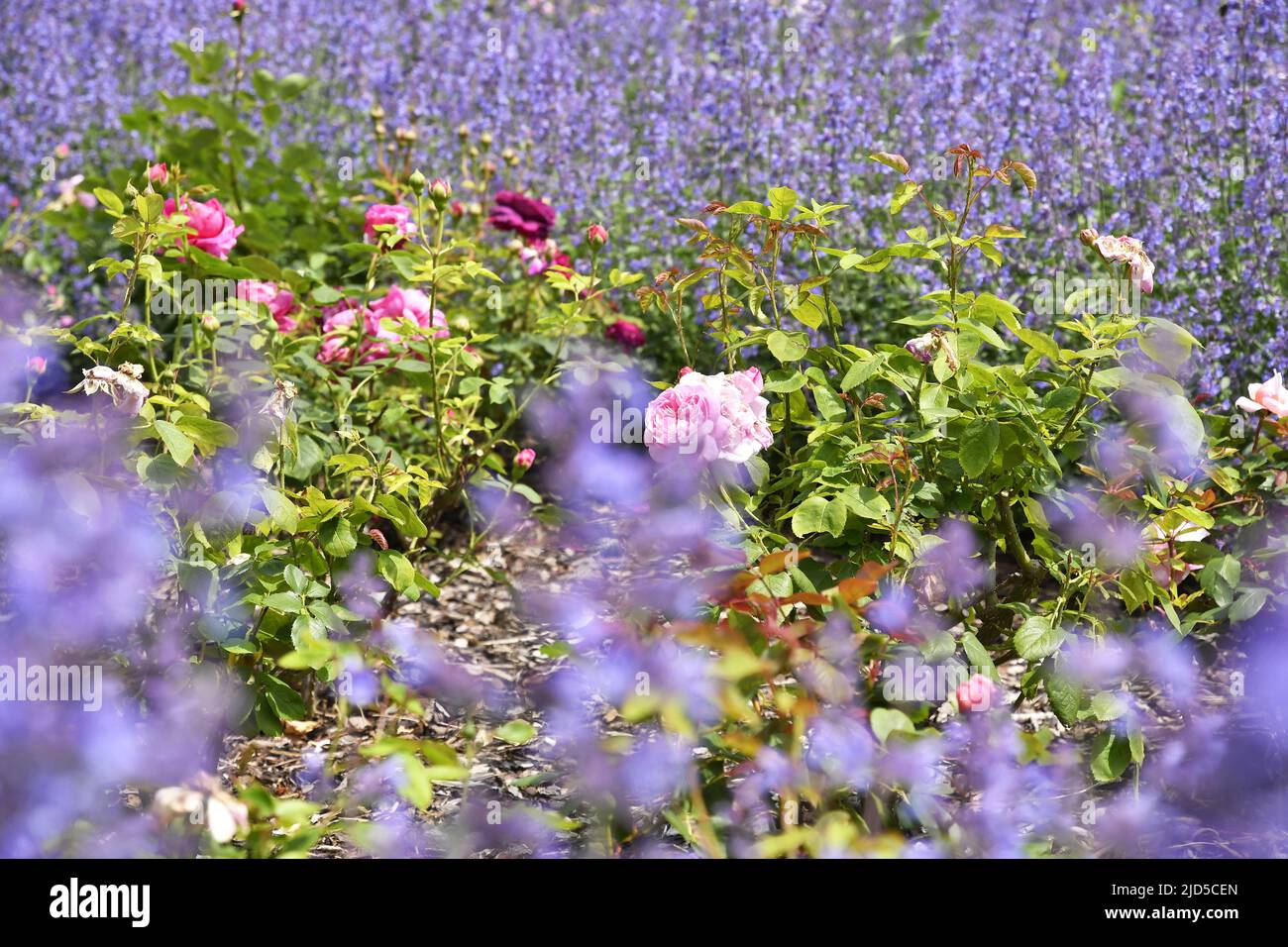 Lits de fleurs de lavande et de rose à Richmond Terrace Gardens Londres. Banque D'Images