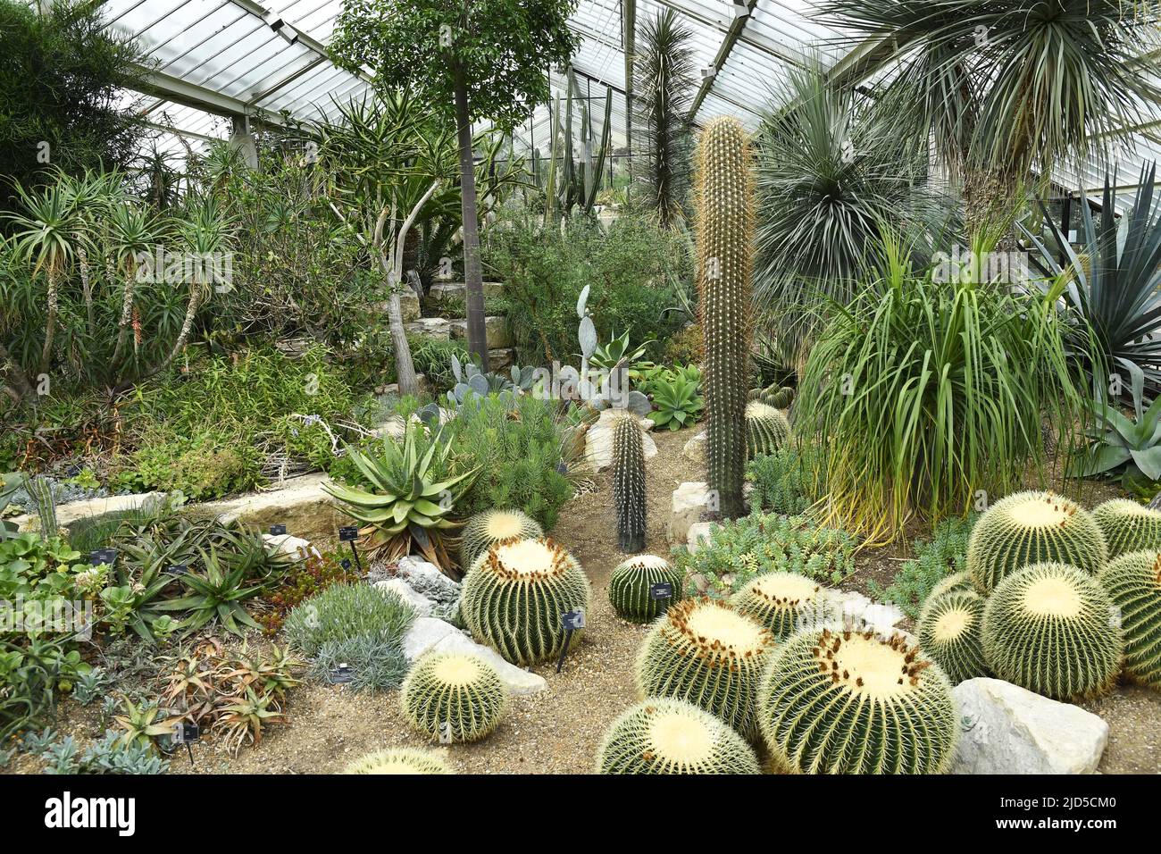 Cactus Garden, Princess of Wales Conservatory Kew Londres. Banque D'Images