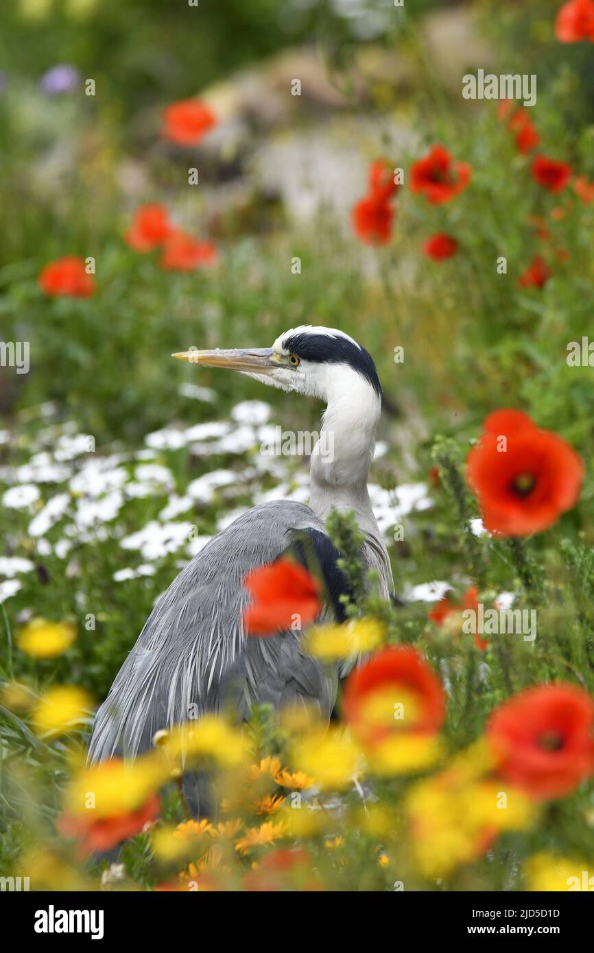 Héron gris (Ardea cinerea) dans le jardin botanique Hortus Botanicus Amsterdam pays-Bas. Banque D'Images