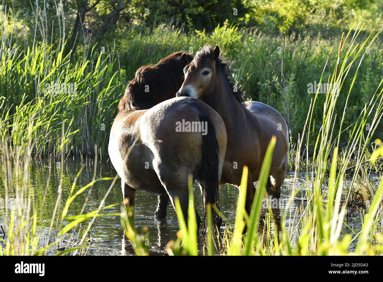 Exmoor ponies (Equus ferus caballus) dans le lac, parc Shinkelbos près d'Amsterdam pays-Bas. Banque D'Images