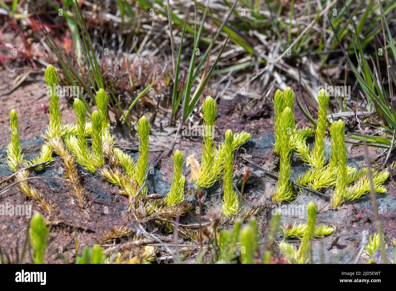 Clubmoss de marais (Lycopodiella inundata) dans la réserve naturelle nationale Thurley Common, une plante en voie de disparition d'habitat humide de santé Banque D'Images