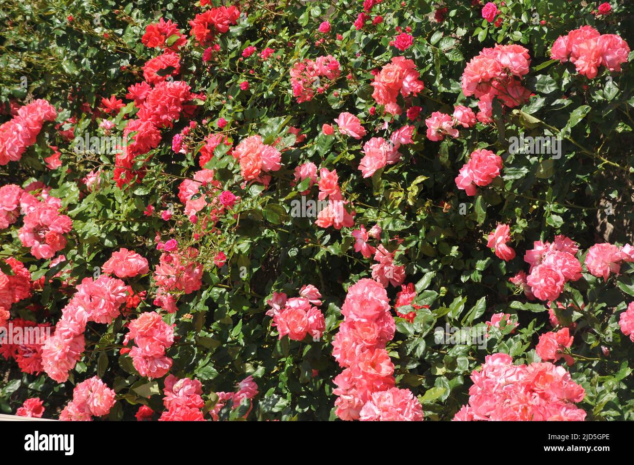 Kastrup/Copenhagen/Denmark/18 juin 2022/ Roses fleurs et rosiers dans le jardin de décoration de la rade locale à Copenhague (photo..Francis Joseph Dean/Deanimages, Banque D'Images