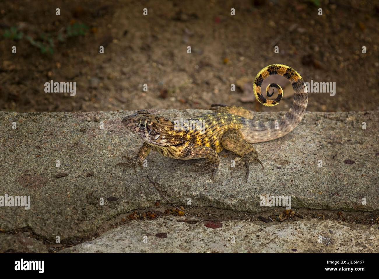 Leiocephalus carinatus (Liiocephalus carinatus) près de Cienfuegos, Cuba Banque D'Images