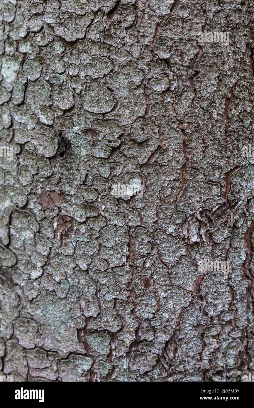 L'écorce de l'épinette ferme l'écorce exfoliante de la texture de la structure naturelle à gradient léger de l'arbre Banque D'Images