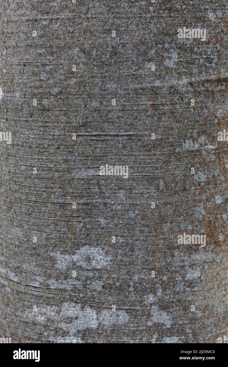 L'écorce de hêtre texture de fond motif gros plan, , les Carpates Banque D'Images
