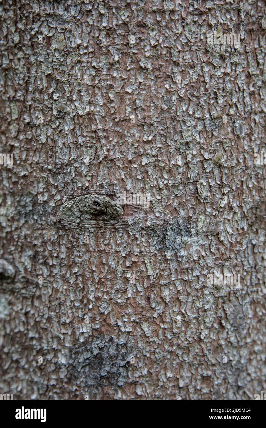 L'écorce de l'épinette ferme l'écorce exfoliante de la texture de la structure naturelle à gradient léger de l'arbre Banque D'Images