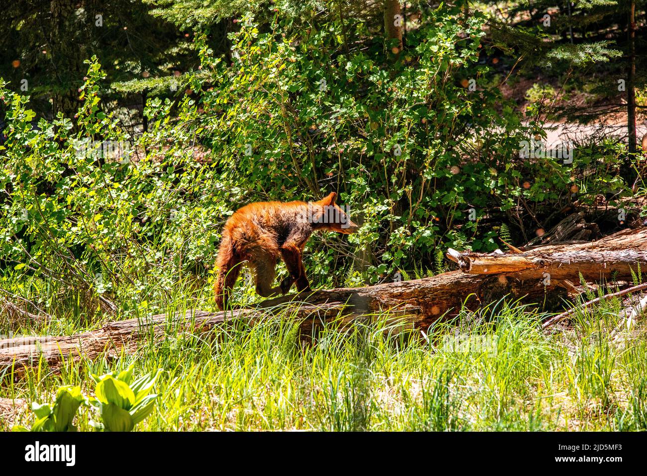 Ours brun dans le parc national de Sequoia Banque D'Images