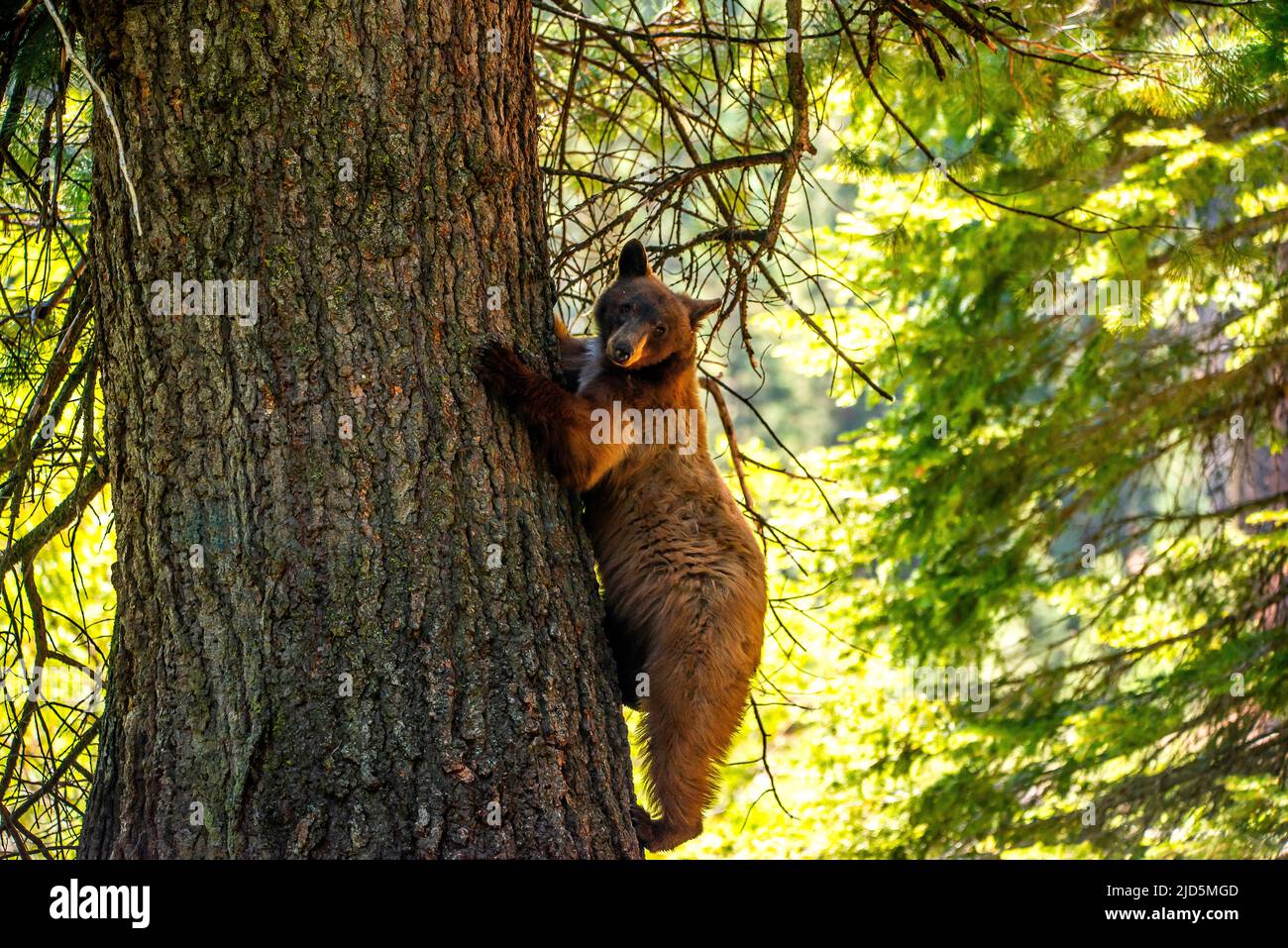 Ours brun dans le parc national de Sequoia Banque D'Images