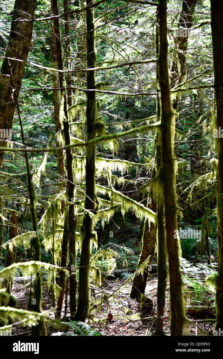 Vue mystique de la forêt tropicale, parc provincial Alice Lake, Squamish, au nord de Vancouver, Colombie-Britannique, Canada. Banque D'Images