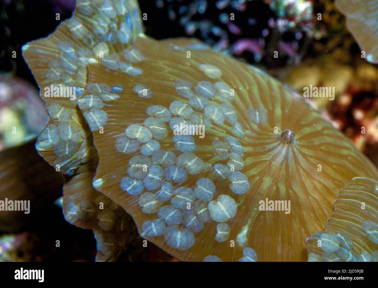 Acoel, vers plats commensaux du genre Waminoa vivant sur un anémone disque (Discosoma sp.). Banque D'Images