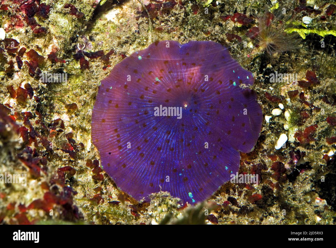 Acoel, vers plats commensaux du genre Waminoa vivant sur un anémone disque (Discosoma sp.). Banque D'Images