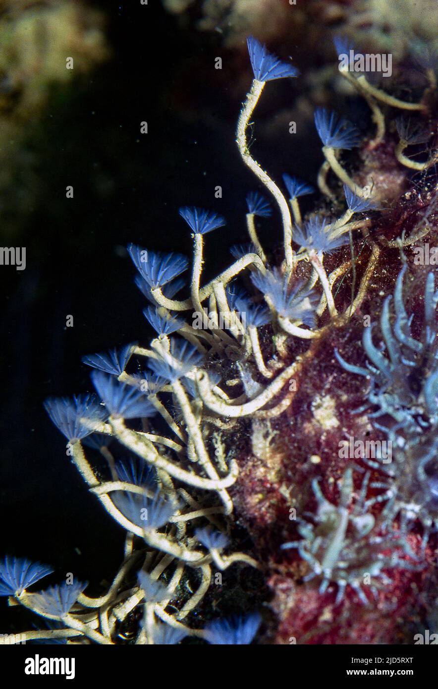 Vers de plumeau (Bispira viola). Aquariumphoto. Banque D'Images