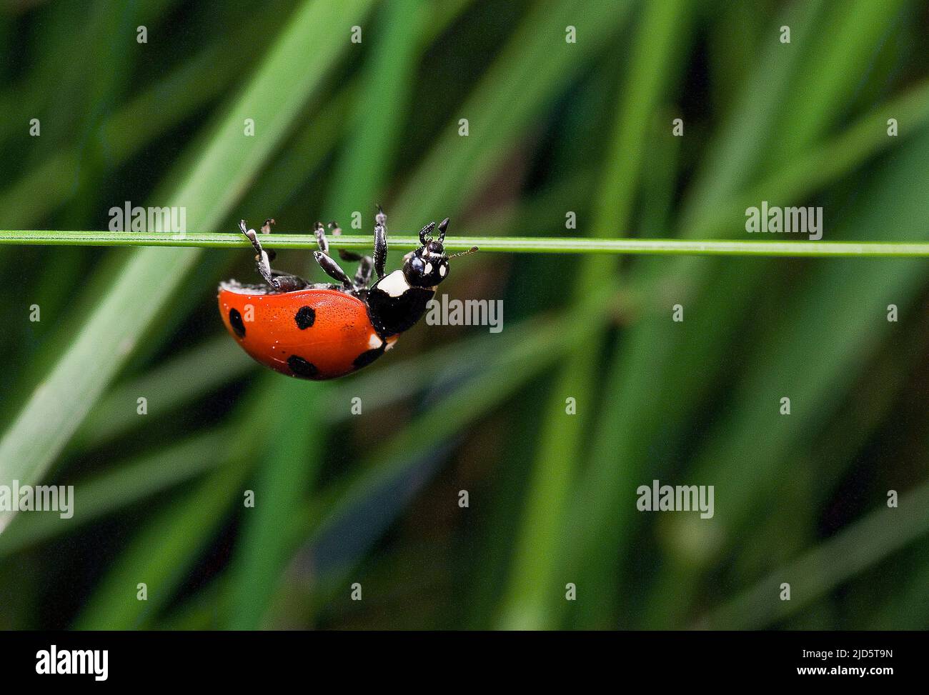 Ladybird à sept points, Coccinella septempunctata. Banque D'Images