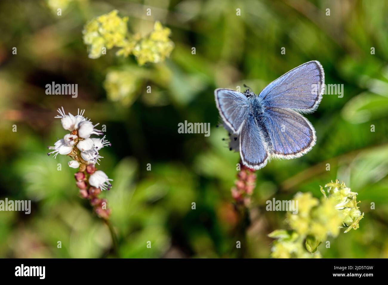 Bleu du Nord (Plebejus idas) se nourrissant sur le bistorort alpin (Bistorta vivipara). Photo de Sognefjellet (1100 m), Jotunheimen, Norvège, en juillet. Banque D'Images