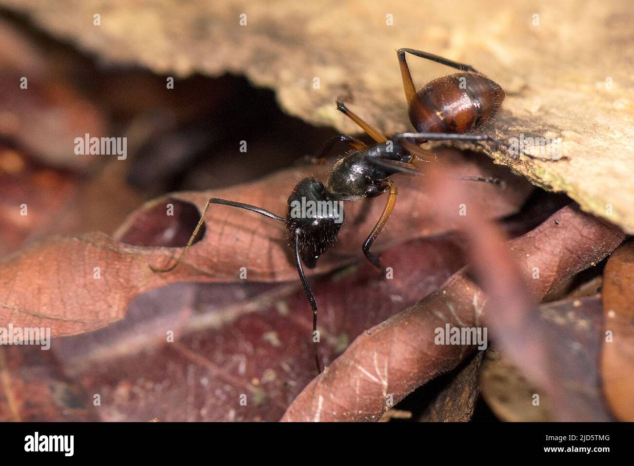 Globe Fourmi Camponotus gigas soldat! Cabinet de curiosités Oddities insecte 