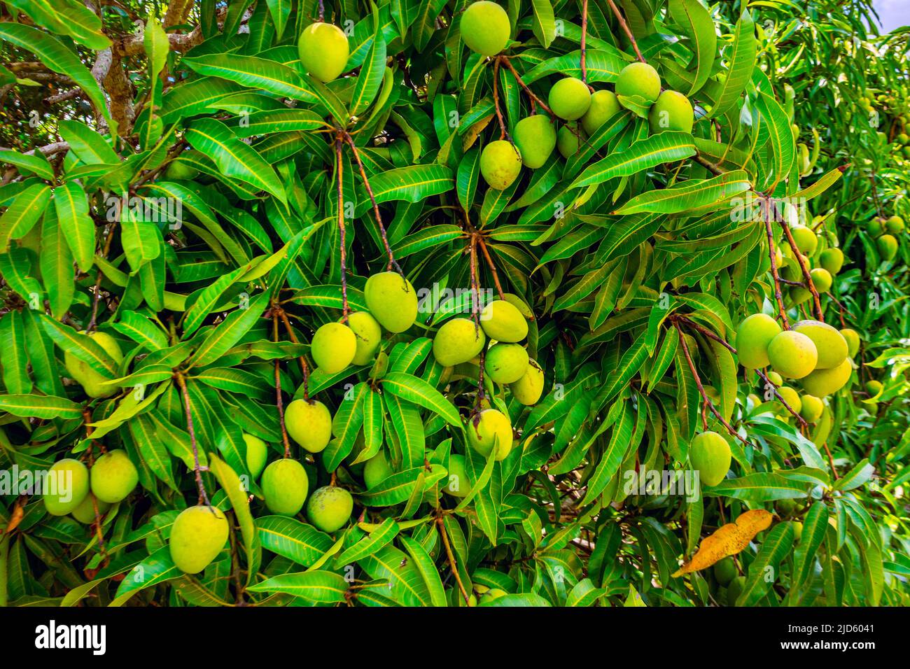 Arbre de mangue plein de mangues à Viñales, Cuba Banque D'Images