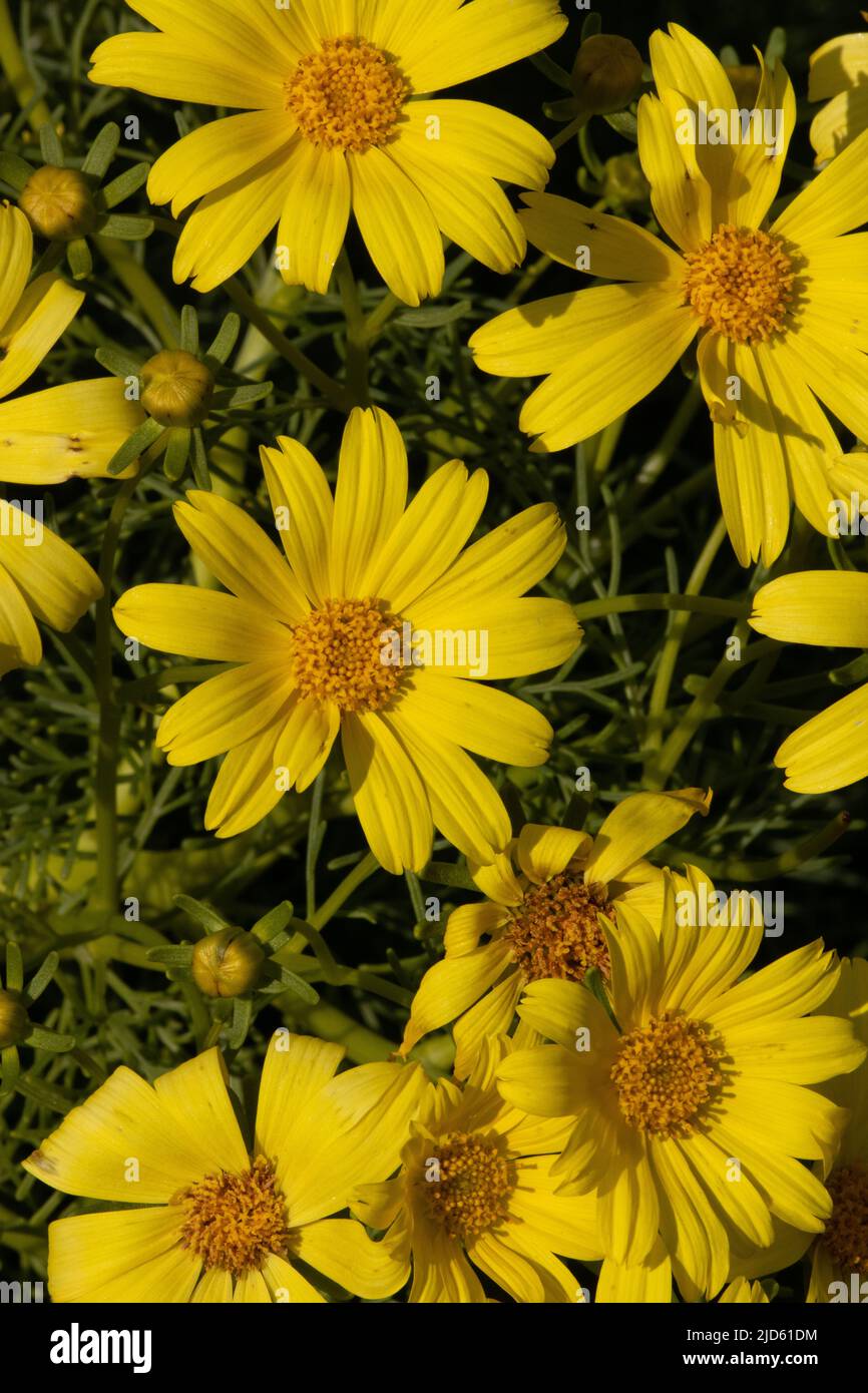 Le racémose à fleurs jaunes irradie les inflorescences de la tête de Leptosyne Gigantea, Asteraceae, arbuste décidue indigène dans les montagnes de Santa Monica, hiver. Banque D'Images