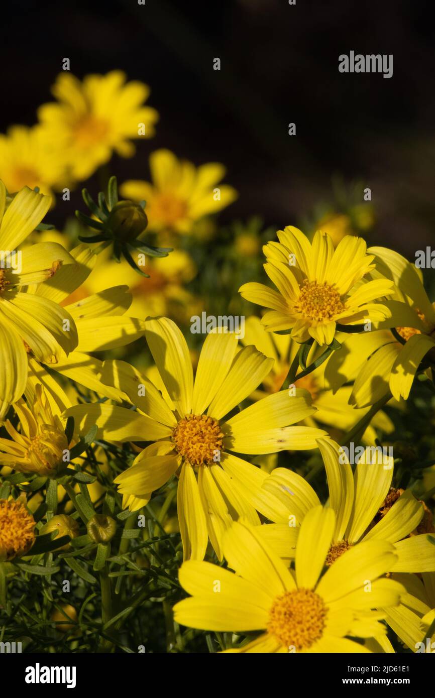 Le racémose à fleurs jaunes irradie les inflorescences de la tête de Leptosyne Gigantea, Asteraceae, arbuste décidue indigène dans les montagnes de Santa Monica, hiver. Banque D'Images