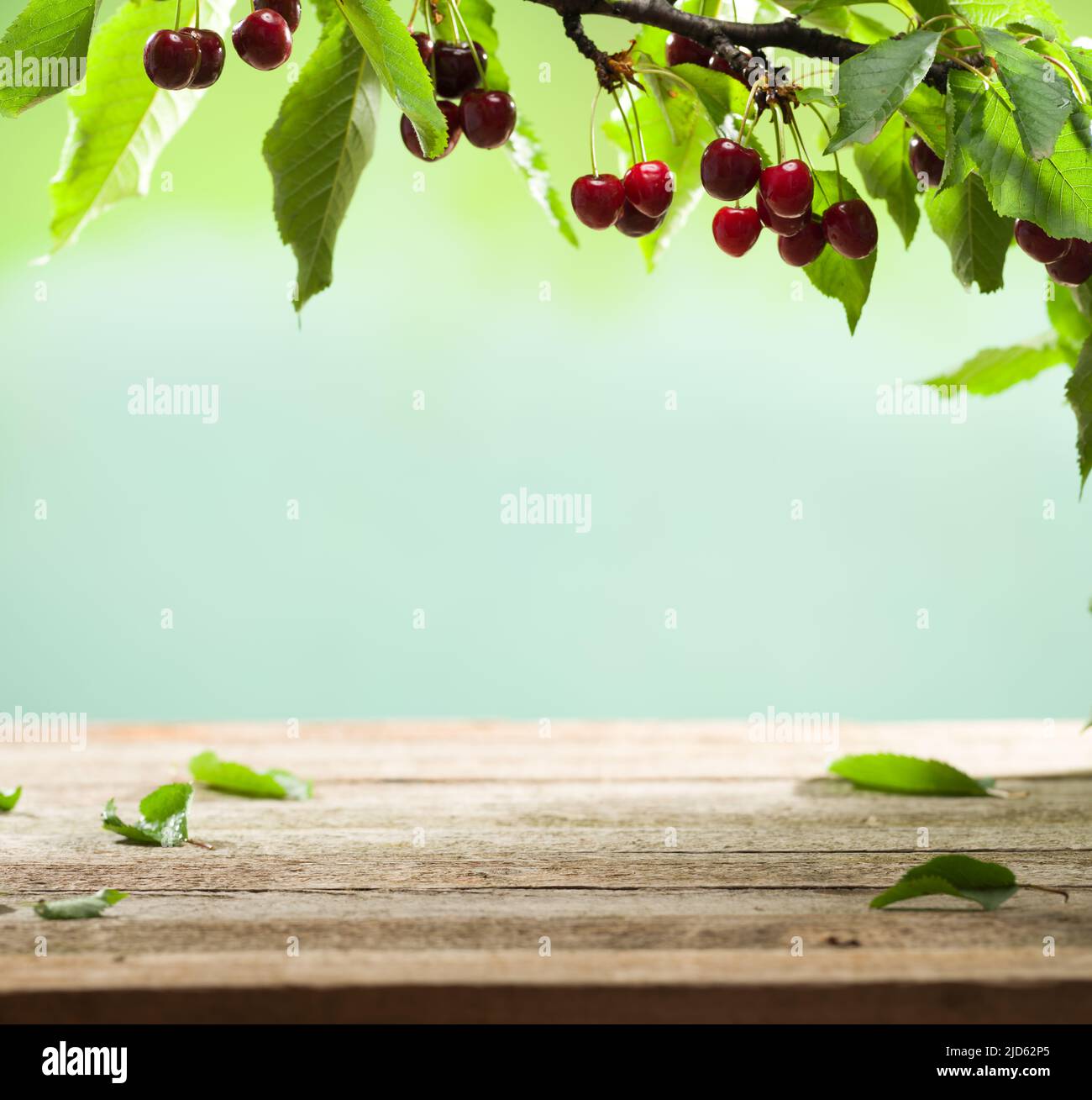 Cerisier sur une ancienne table de jardin en bois. Table vide avec cerises mûres rouges. Pour le placement des produits alimentaires et des boissons Banque D'Images