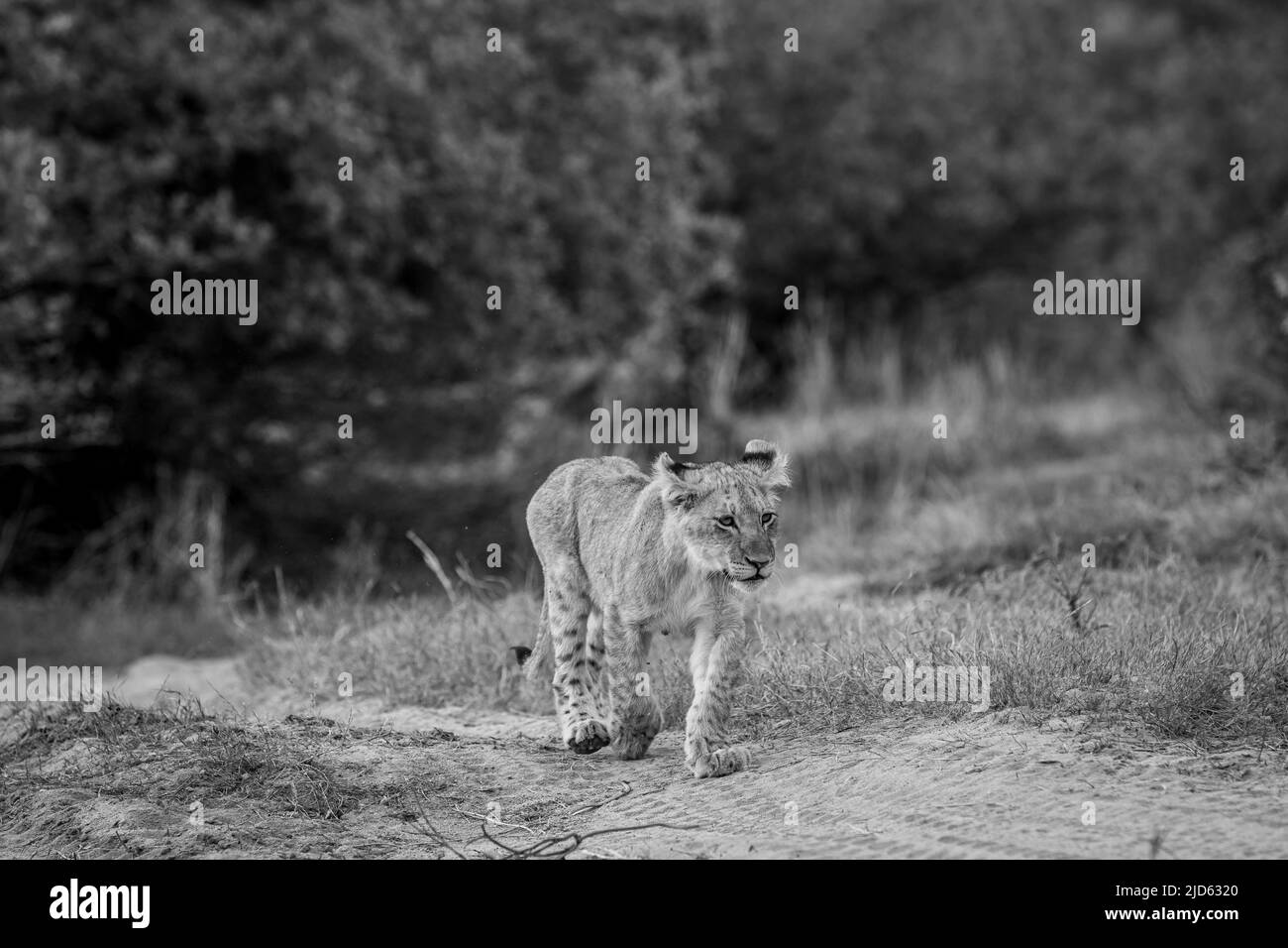 Lion cub marchant dans le sable en noir et blanc dans le parc national Kruger, Afrique du Sud. Banque D'Images