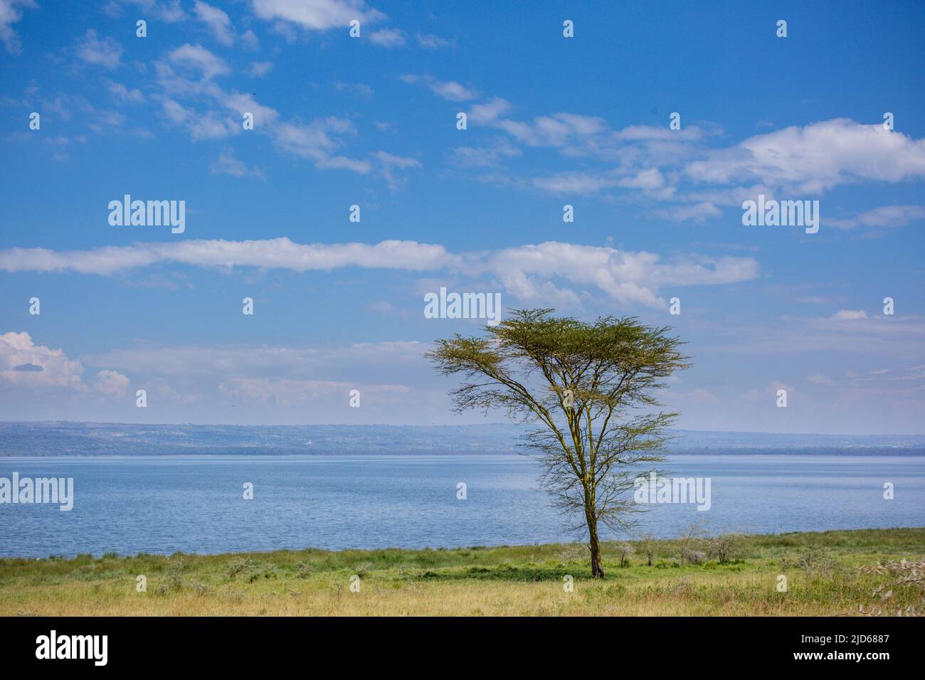 Parc national du lac Nakuru au sol de la vallée du Grand Rift, entouré de prairies boisées et broussailleuses, se trouve le magnifique lac Nakuru National par Banque D'Images