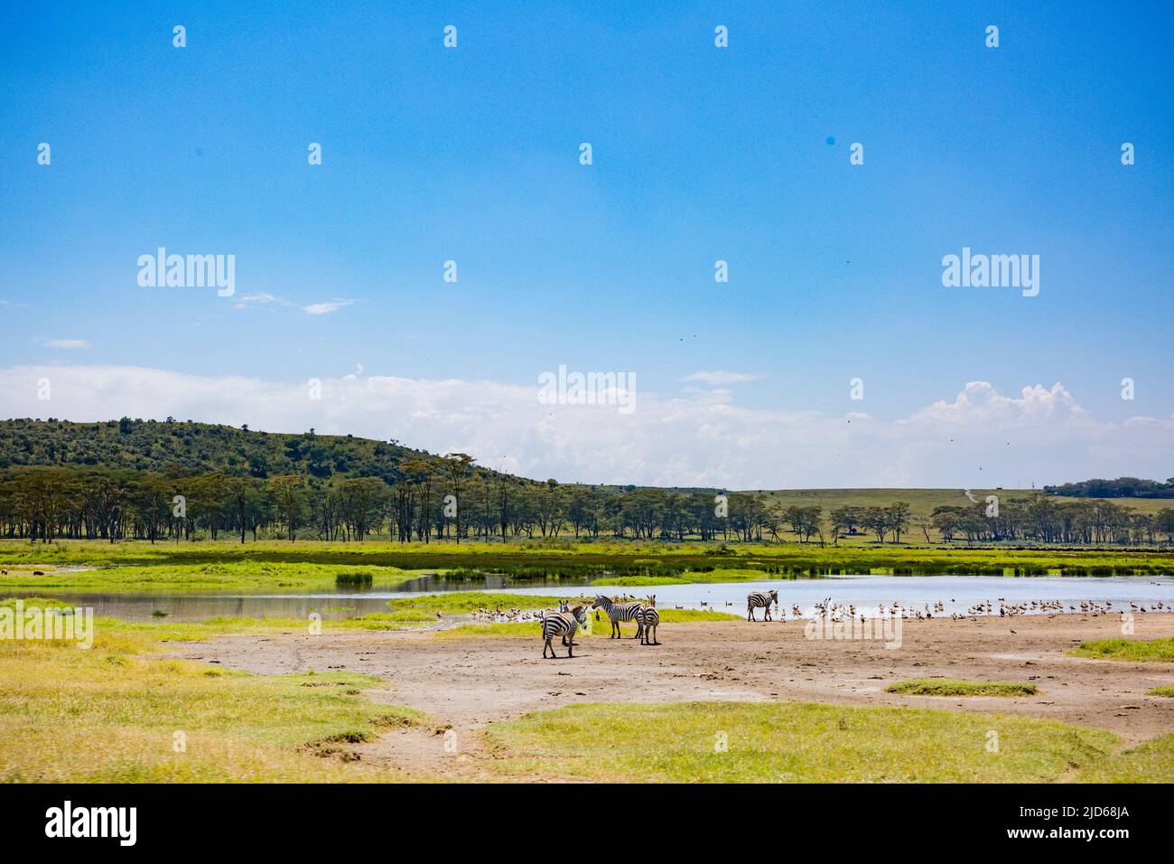 Parc national du lac Nakuru au sol de la vallée du Grand Rift, entouré de prairies boisées et broussailleuses, se trouve le magnifique lac Nakuru National par Banque D'Images