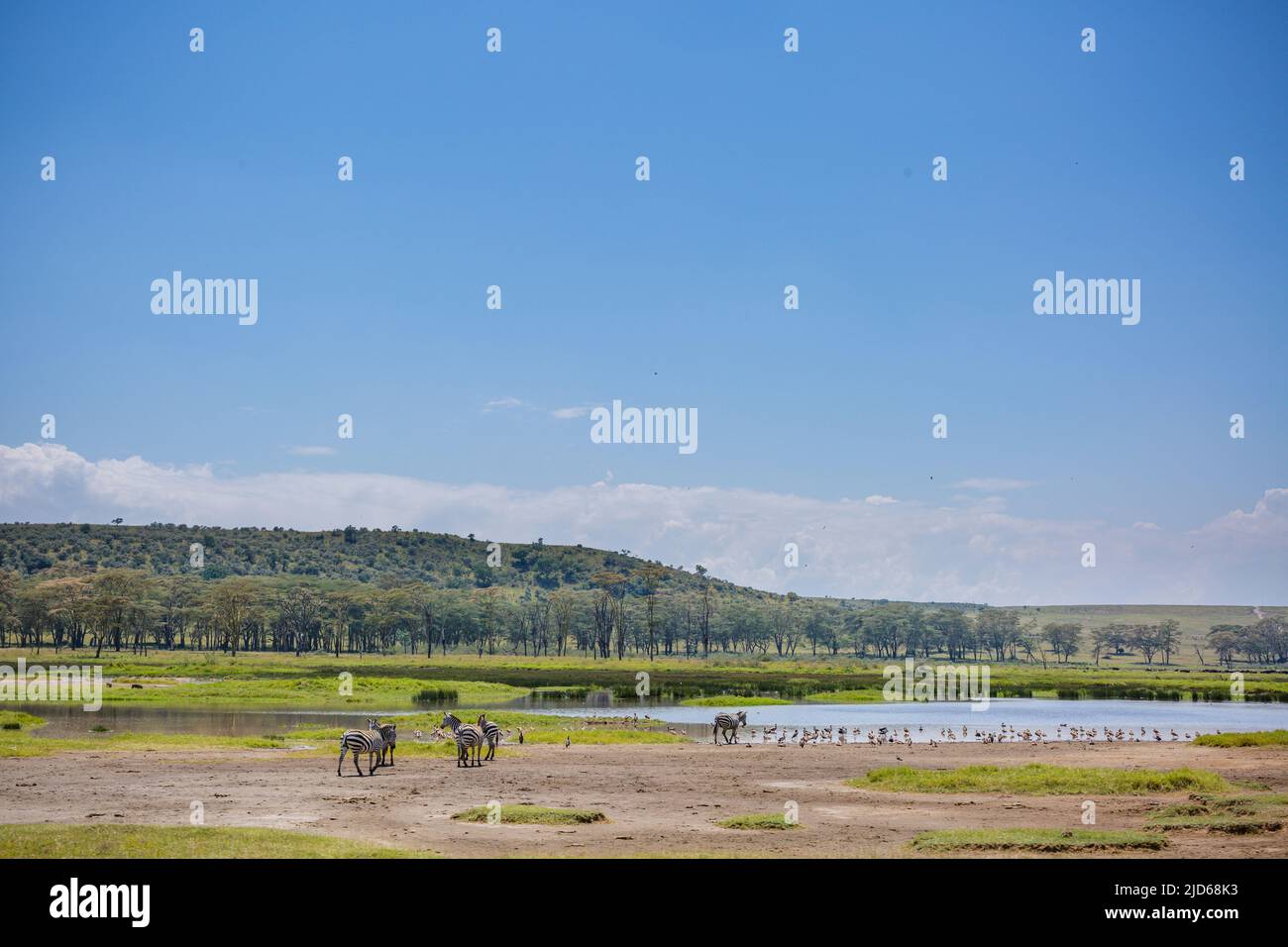 Parc national du lac Nakuru au sol de la vallée du Grand Rift, entouré de prairies boisées et broussailleuses, se trouve le magnifique lac Nakuru National par Banque D'Images