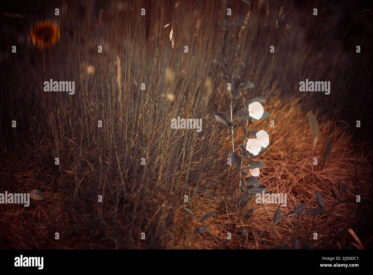 jardin herbe et fleurs blanches de fond Banque D'Images
