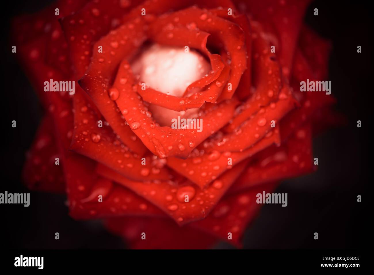 bouton de fleur rose de jardin à proximité avec gouttes de pluie sur les pétales Banque D'Images