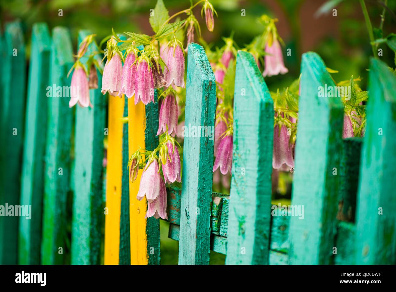 fleurs colorées du jardin d'été sur une clôture en bois d'époque Banque D'Images