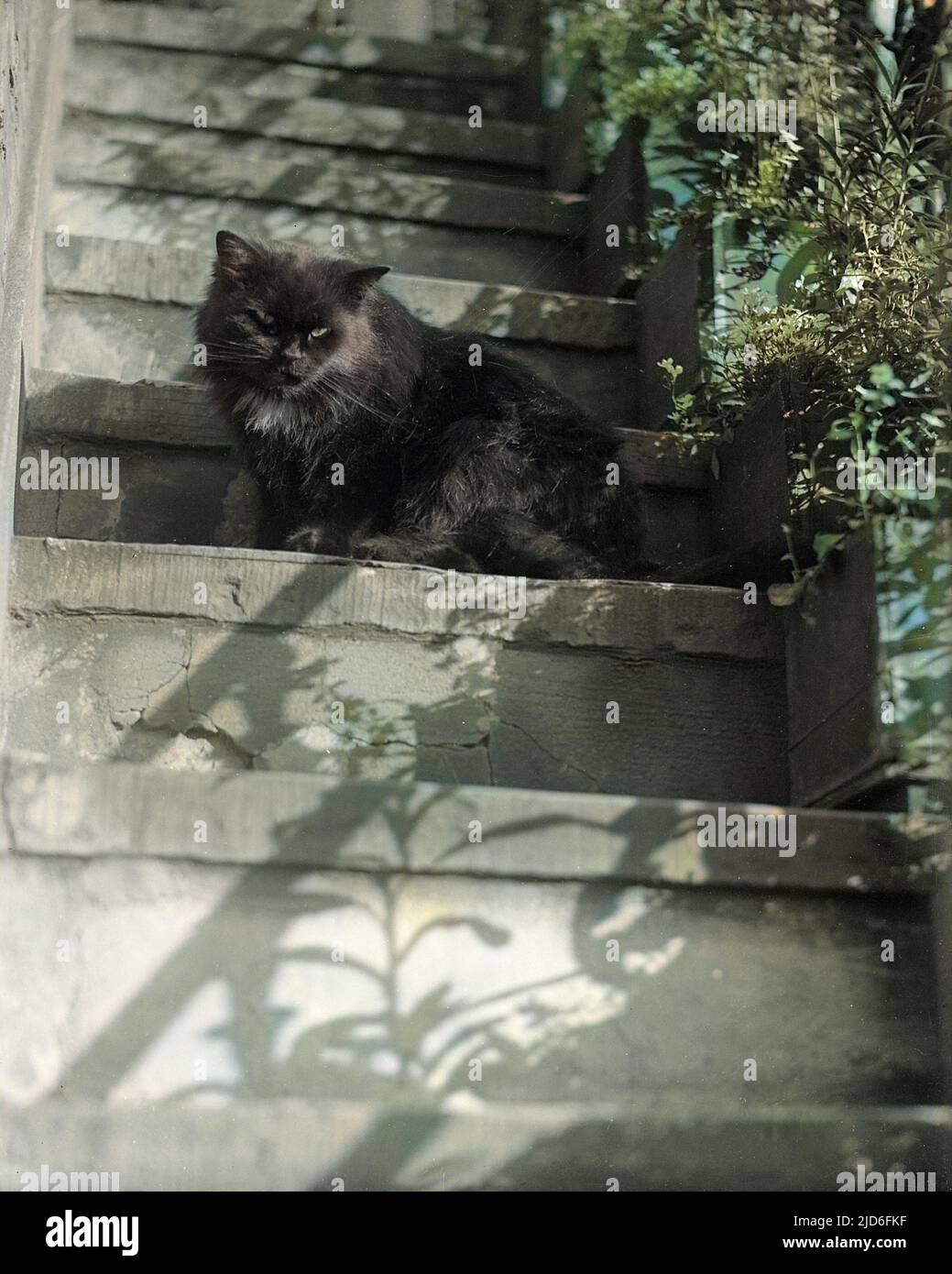 Un chat noir plutôt sinistre, qui se cache dans l'ombre sur quelques marches escarpées. Version colorisée de : 10167413 Date : début 1930s Banque D'Images