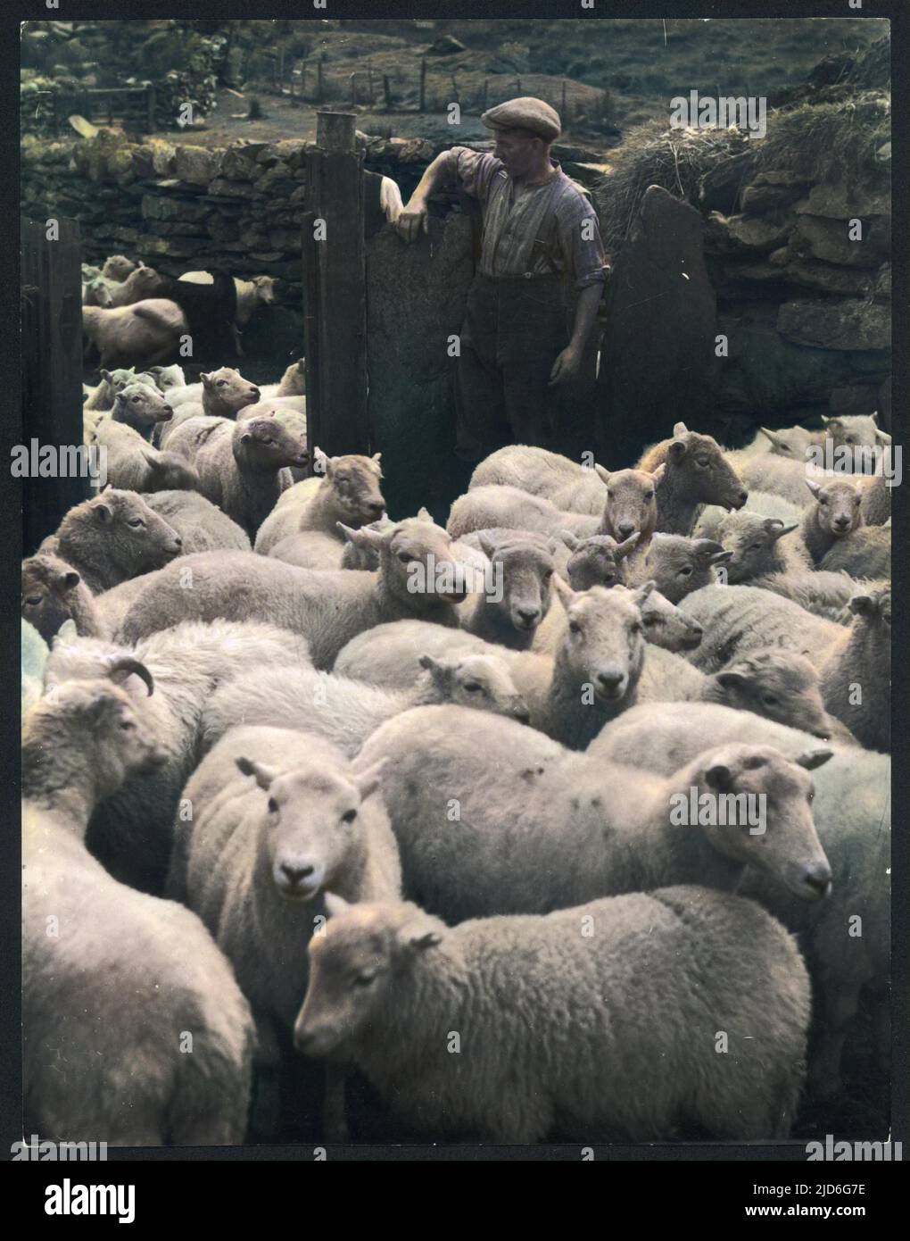 À la ferme du MCG, Duffryn Mymbyr, Caernarvonshire, au pays de Galles, les moutons sont encornés dans des murs massifs en pierre locale, avant de séparer les brebis des béliers et des tremper. Version colorisée de : 10171369 Date: 1930s Banque D'Images