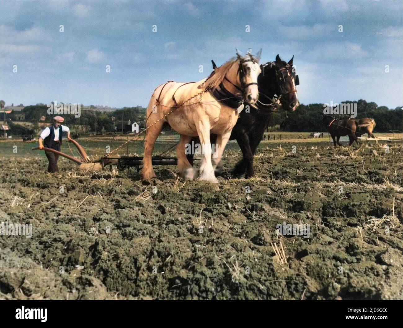 Labourage de deux chevaux à un seul sillon à l'automne, dans une ferme d'Essex, en Angleterre. Version colorisée de : 10171475 Date: 1950s Banque D'Images