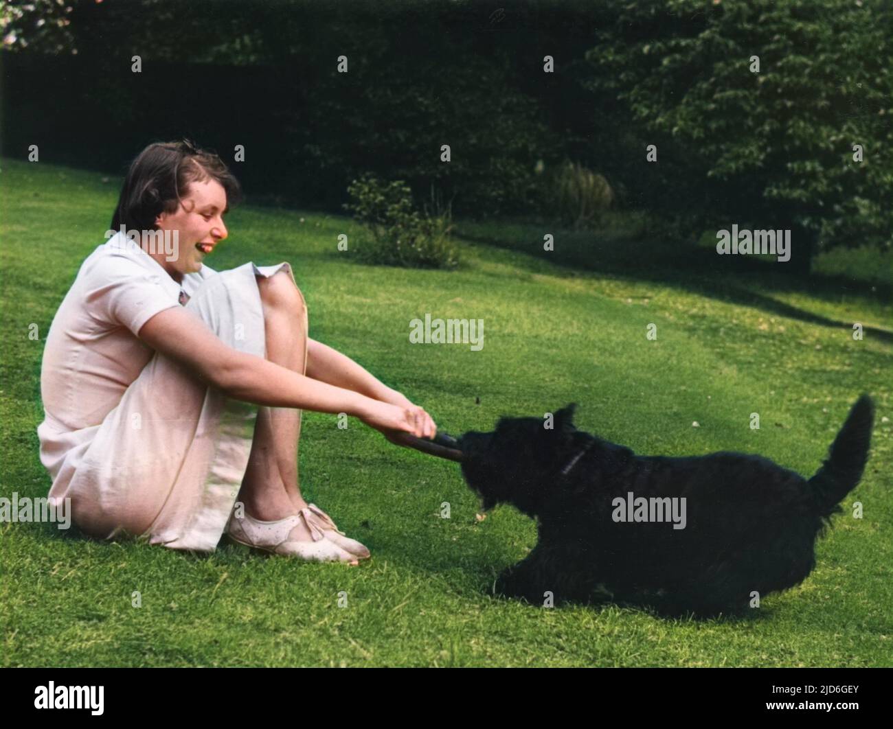 Un chien écossais noir (Terrier écossais) apprécie un remorqueur de guerre avec une fille sur une pelouse de jardin. Version colorisée de : 10173315 Date: 1938 Banque D'Images