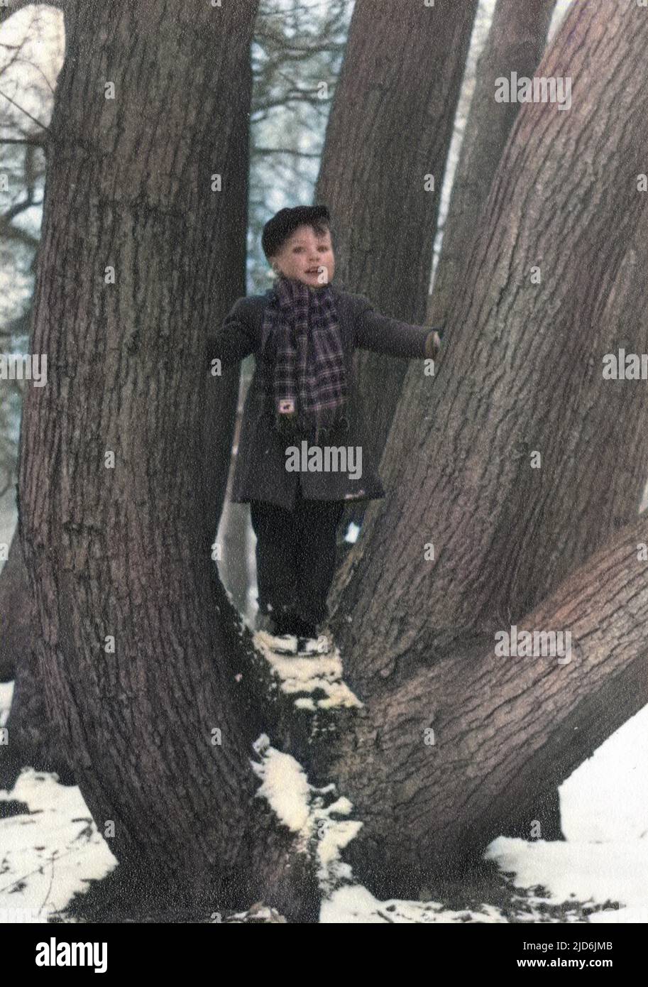 Jeune garçon debout au milieu des troncs divergents d'un chêne version colorisée de: 10794439 Date : début 1950s Banque D'Images