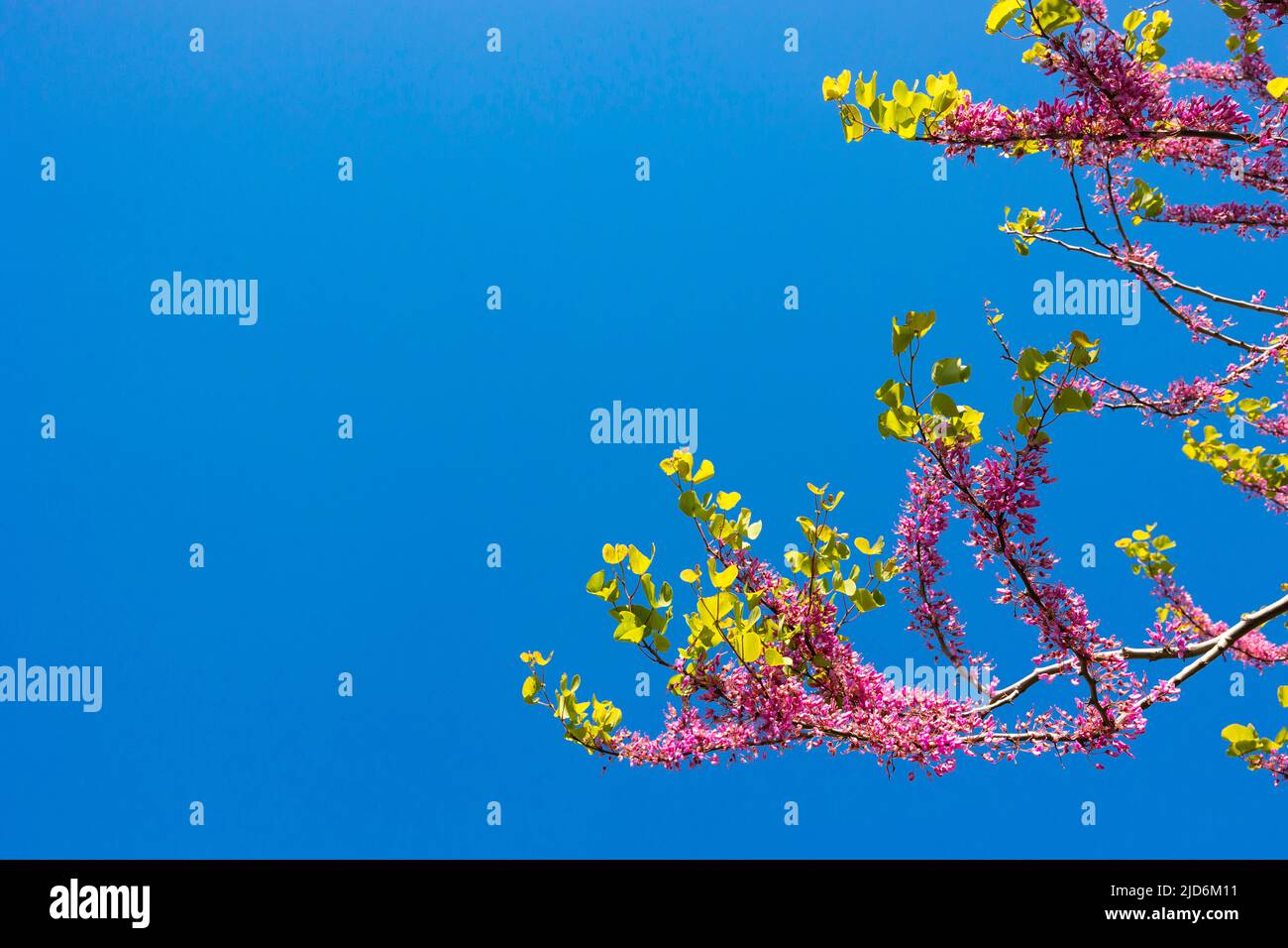 Arbre de Judas ou branches de cerdis siliquastrum isolées sur fond bleu ciel. Photo d'arrière-plan de la nature ou de la fleur de printemps. Banque D'Images