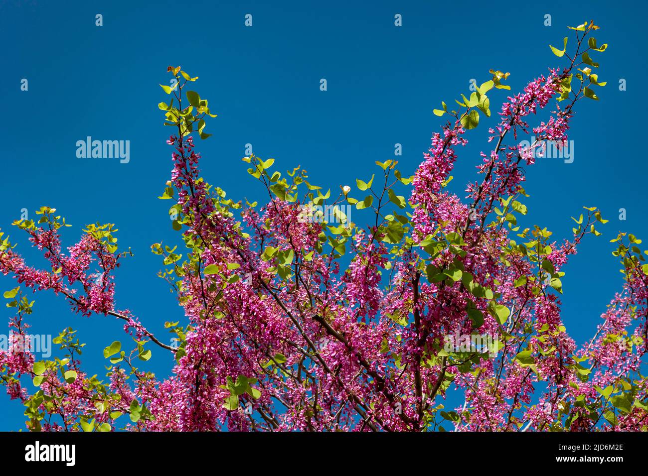Arbre de Judas ou branches de Cerdis siliquastrum. Photo d'arrière-plan des fleurs du printemps. Erguvan en turc. Banque D'Images